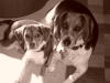 The Beagle Sisters