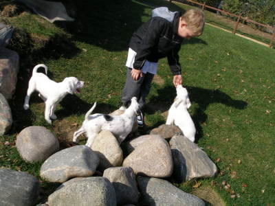 Josh and the Three Pups